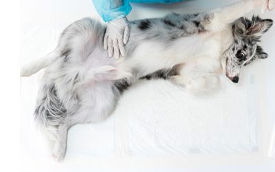 Keep Pets Parasite-Free For Their Health